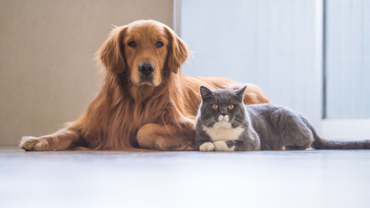 Queda de pelos em cães e gatos: veja as causas e como tratar