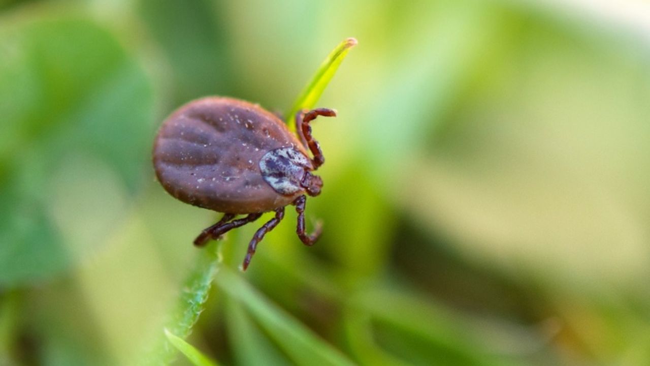 Tudo o que você precisa saber sobre a febre maculosa e crianças