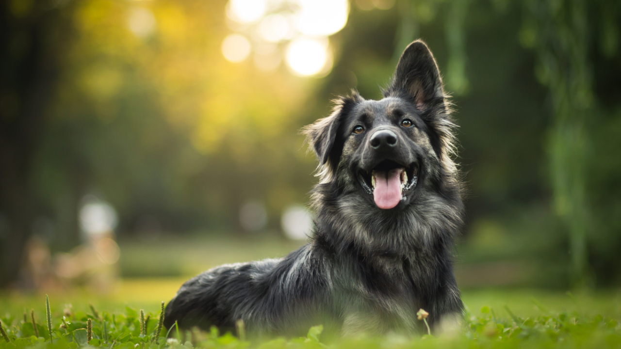 Câncer de mama em cachorras: conheça as causas, os sintomas e os tratamento