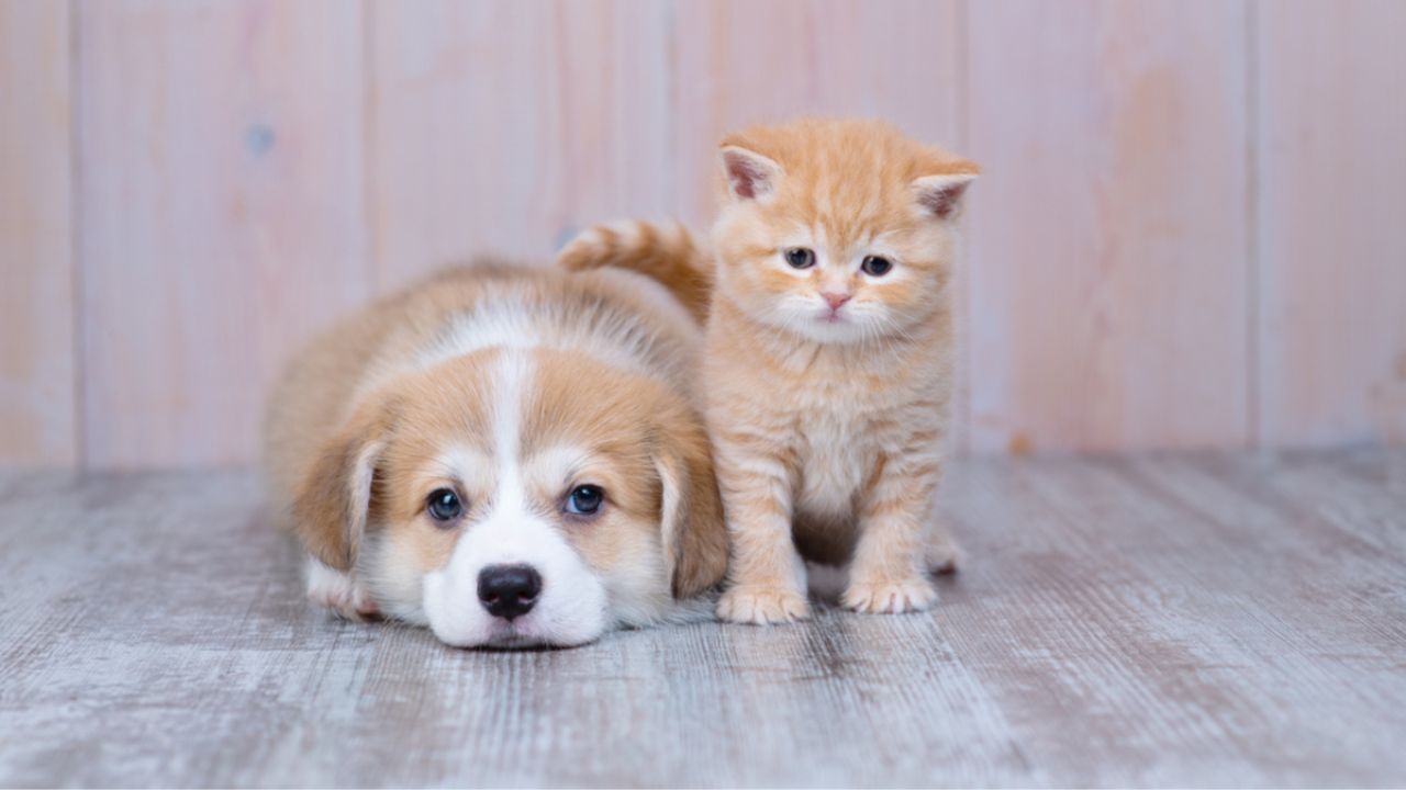 Como cuidar de filhotes de cachorro e gato