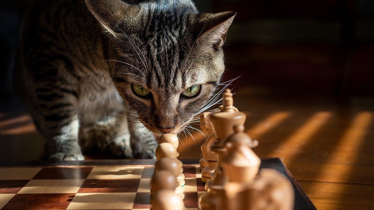 Aprenda a lidar com o gatos ariscos