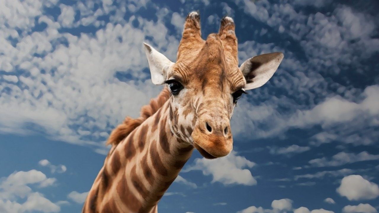 Saiba mais sobre as girafas, os animais mais altos do mundo