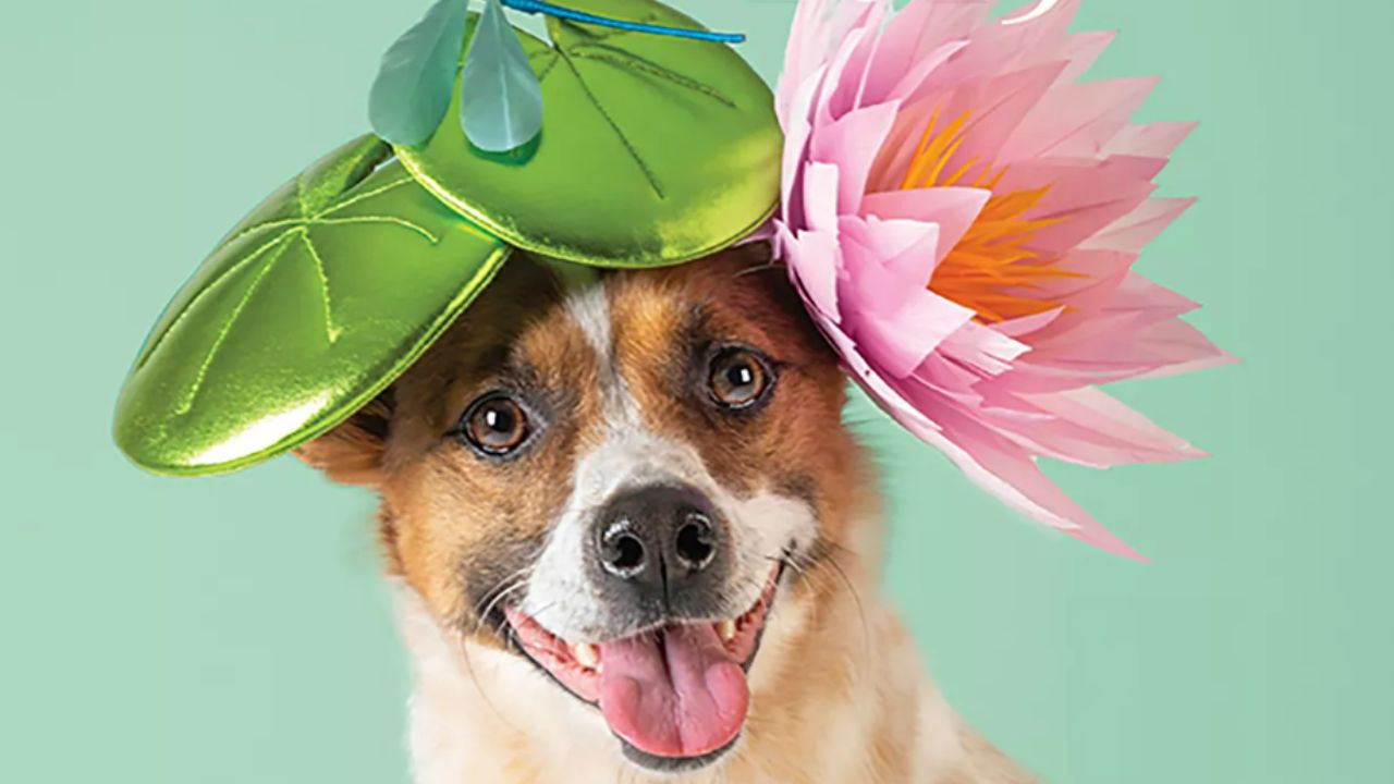 Campanha de caridade cria chapéus de alta costura para cachorros resgatados