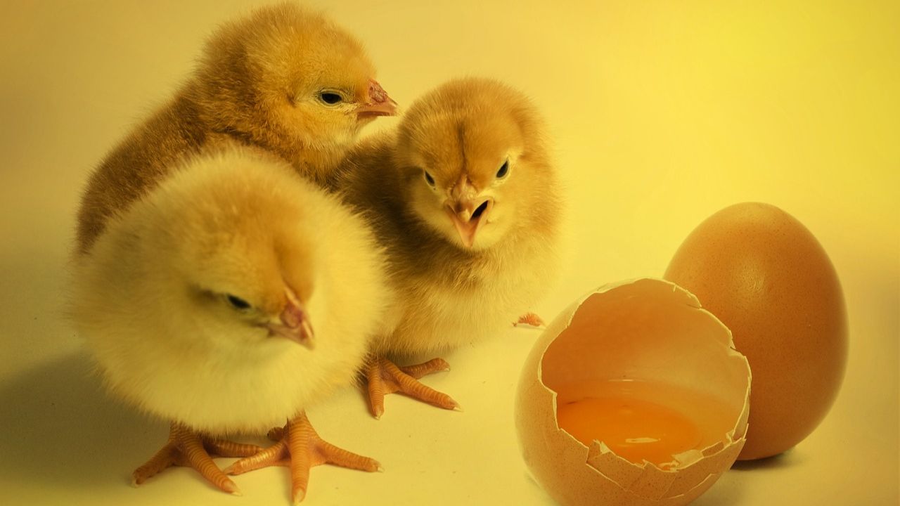 O que veio primeiro: O ovo ou a galinha?