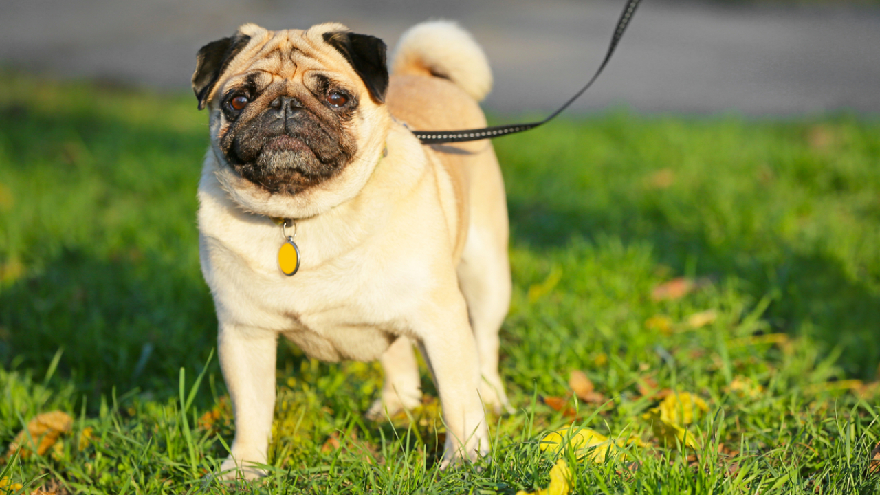 Entenda a importância da coleira para os animais de estimação
