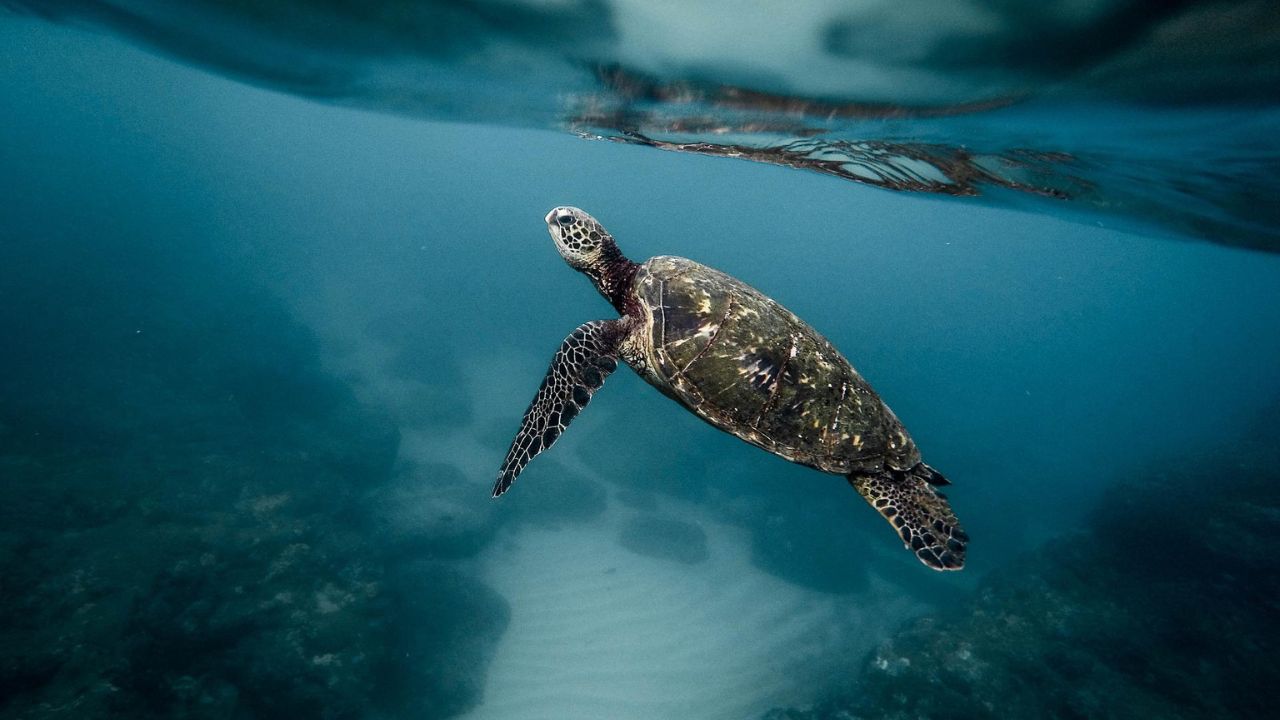 Qual é a diferença entre tartaruga, jabuti e cágado?