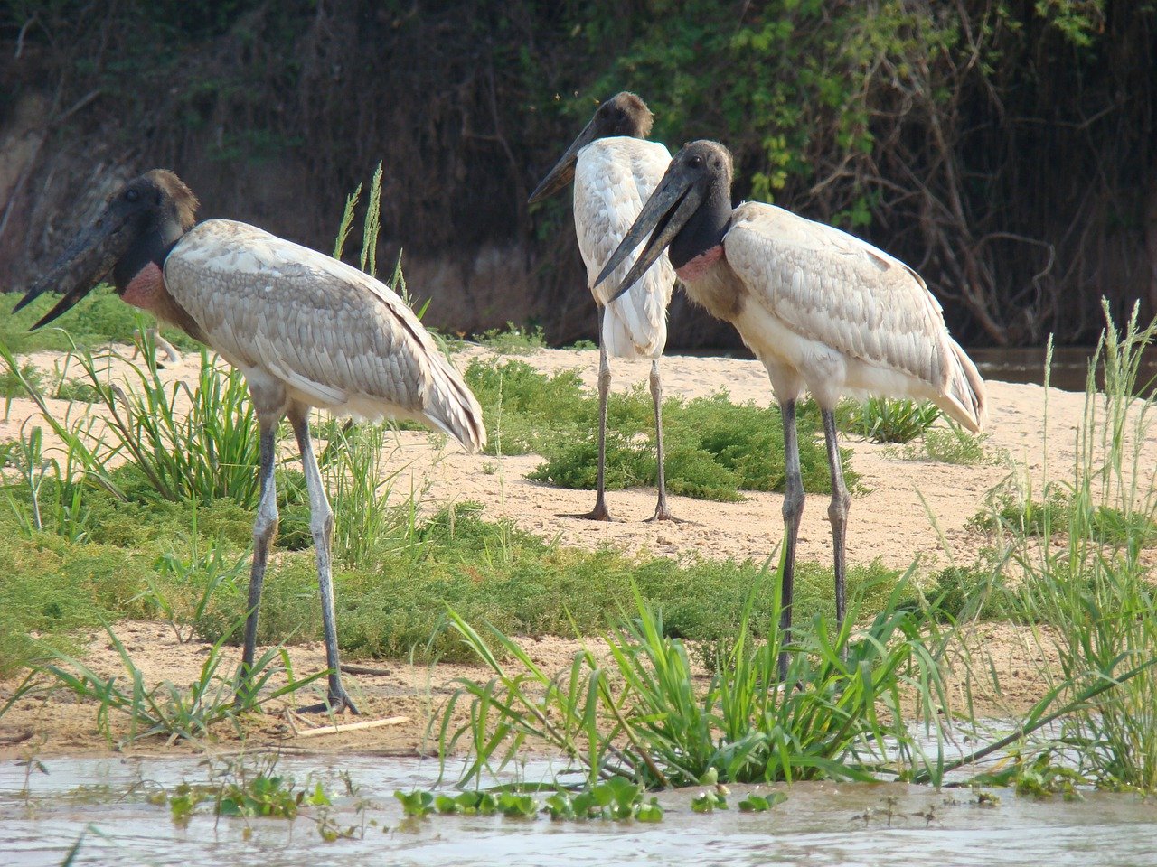 tuiuiús ao lado de um lago