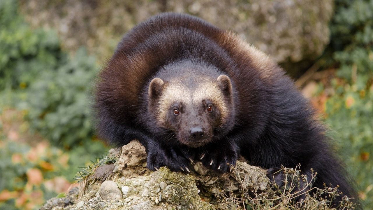 Wolverine: O X-Men da natureza