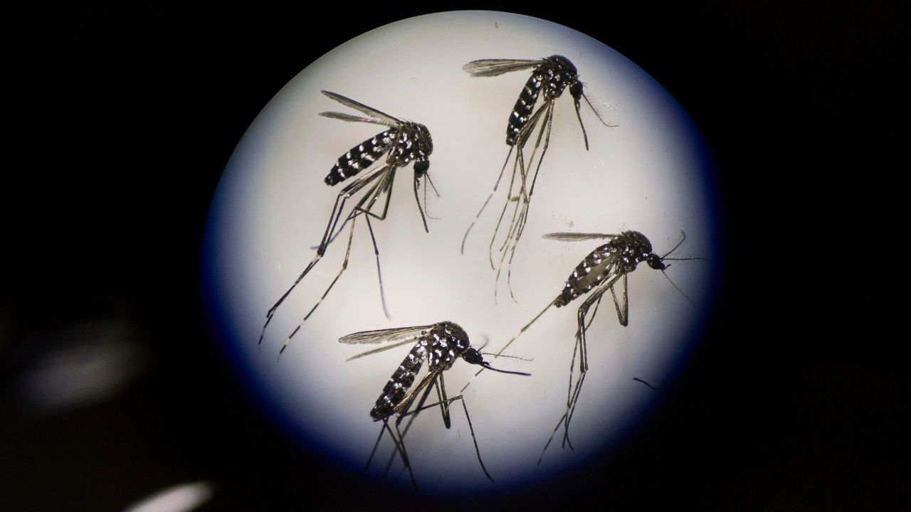 Febre amarela: Sintomas e prevenção