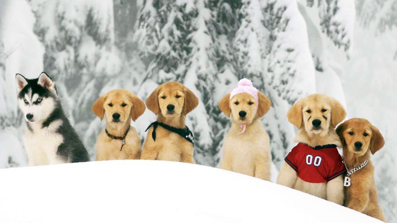 Snow Buudies
