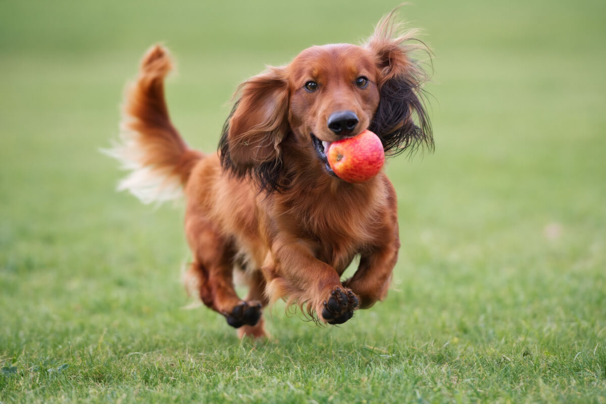 10 alimentos que podem ser oferecidos aos cachorros
