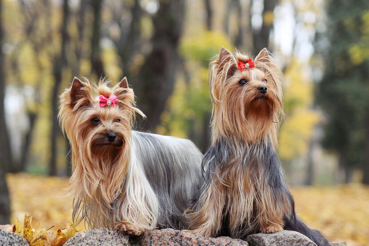 3 doenças que mais atingem as cachorras