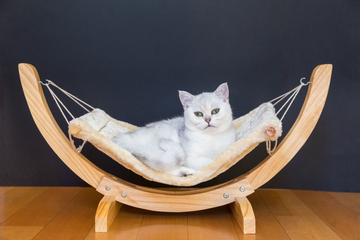 5 dicas para escolher a cama do seu gato