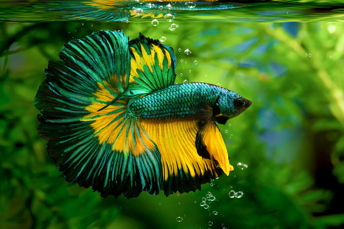 5 dúvidas sobre cuidados com o peixe betta