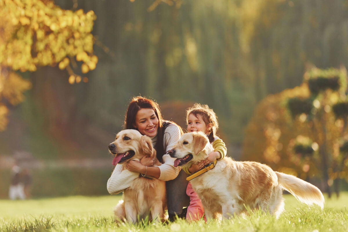 7 curiosidades sobre o golden retriever como animal de estimação