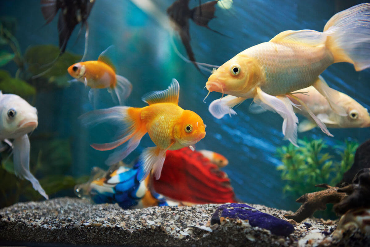 8 vantagens dos peixes como animais de estimação