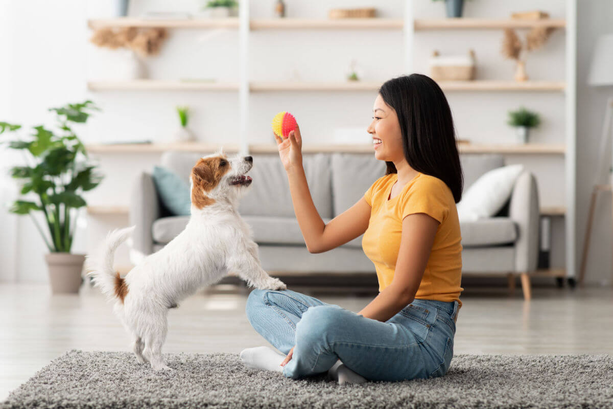 9 tipos de brinquedos divertidos para cachorros
