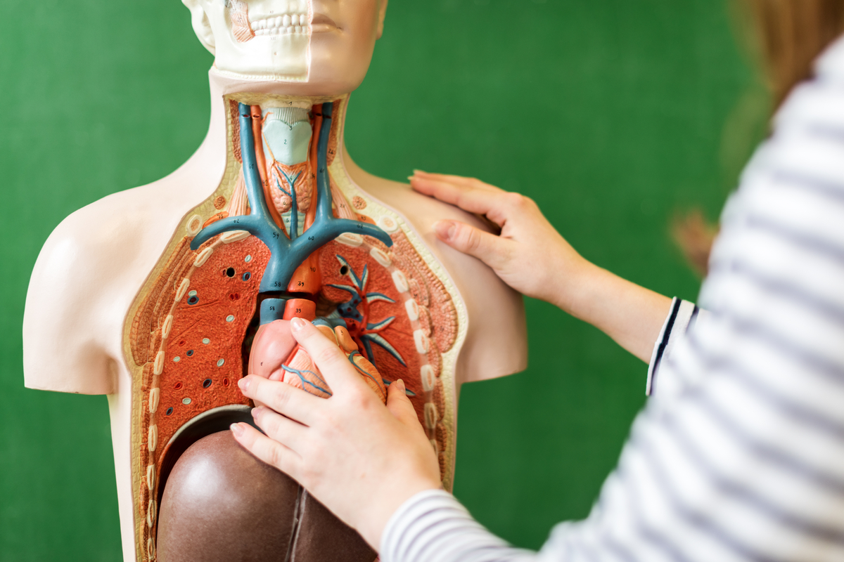 Confira os temas de Biologia mais cobrados nos vestibulares