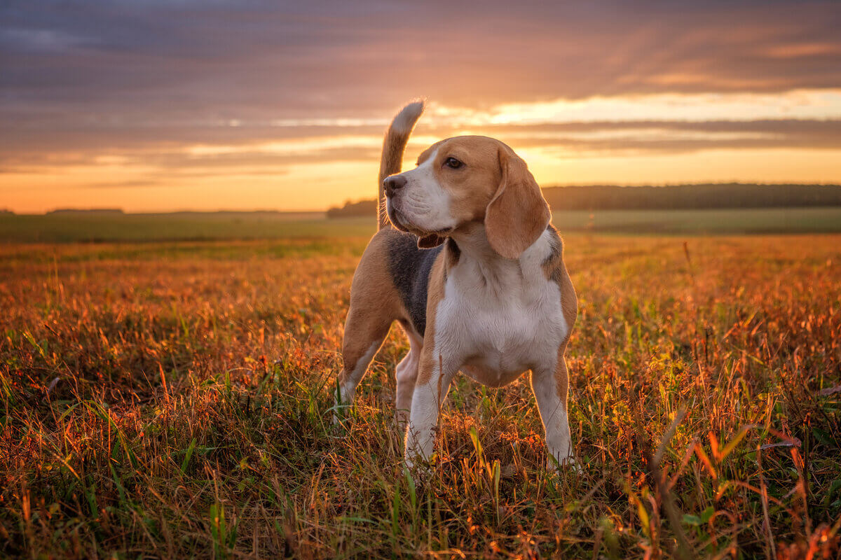 Conheça 10 raças de cachorros de médio porte