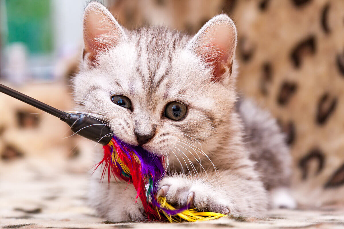 Conheça 9 tipos de brinquedos para gatos