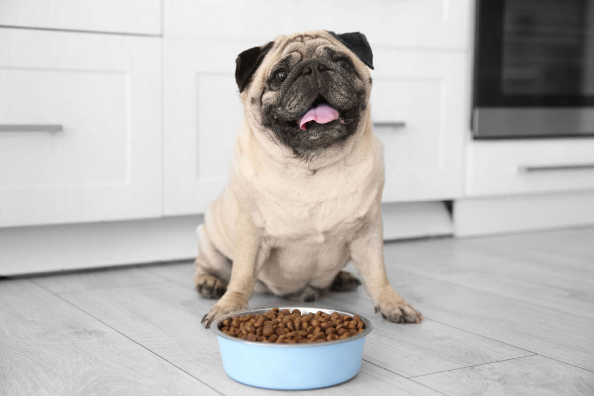Conheça as causas da obesidade em animais de estimação e saiba como evitá-la