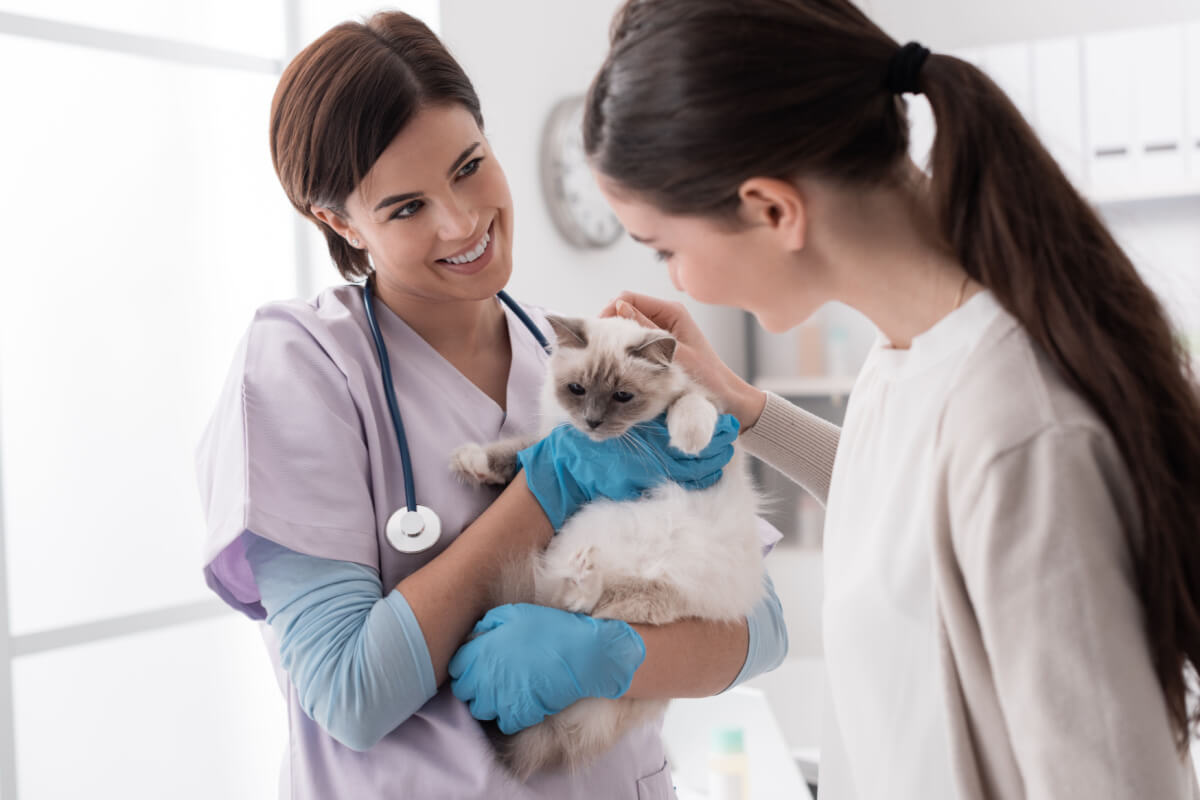 Entenda o que é a FeLV e como ela afeta a saúde do gato