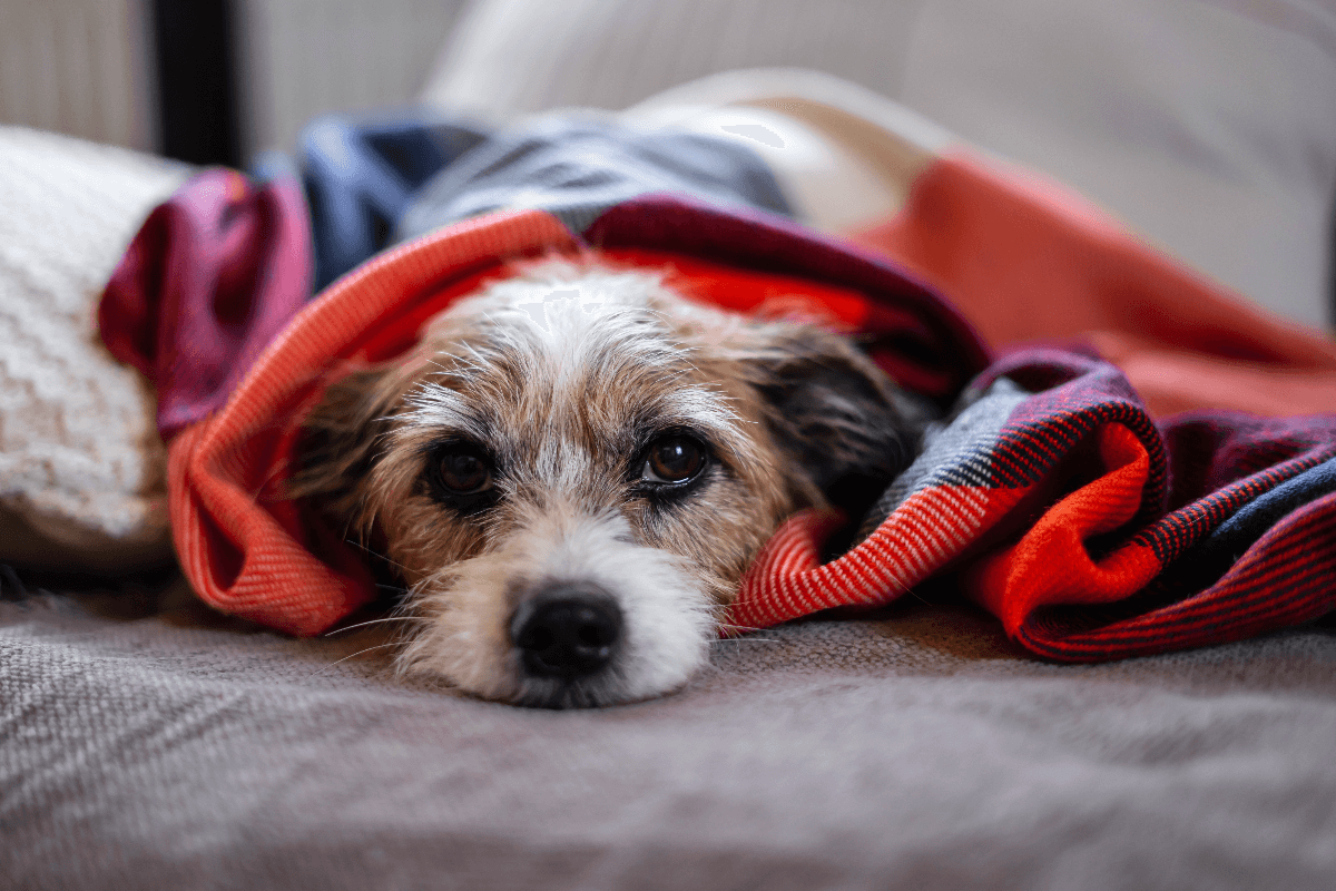 Gripe canina: veja os sintomas e como cuidar de cães infectados