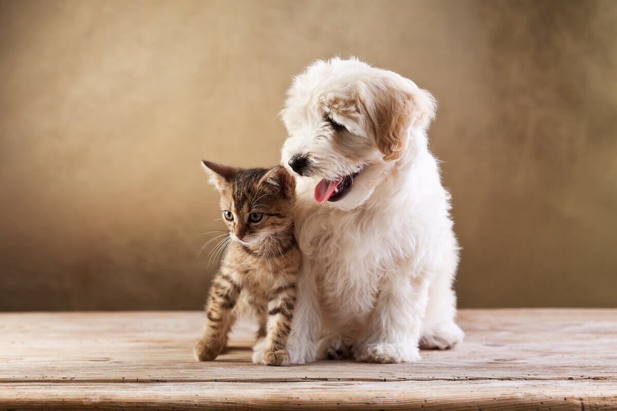 Saiba como agir em casos de acidentes com animais de estimação