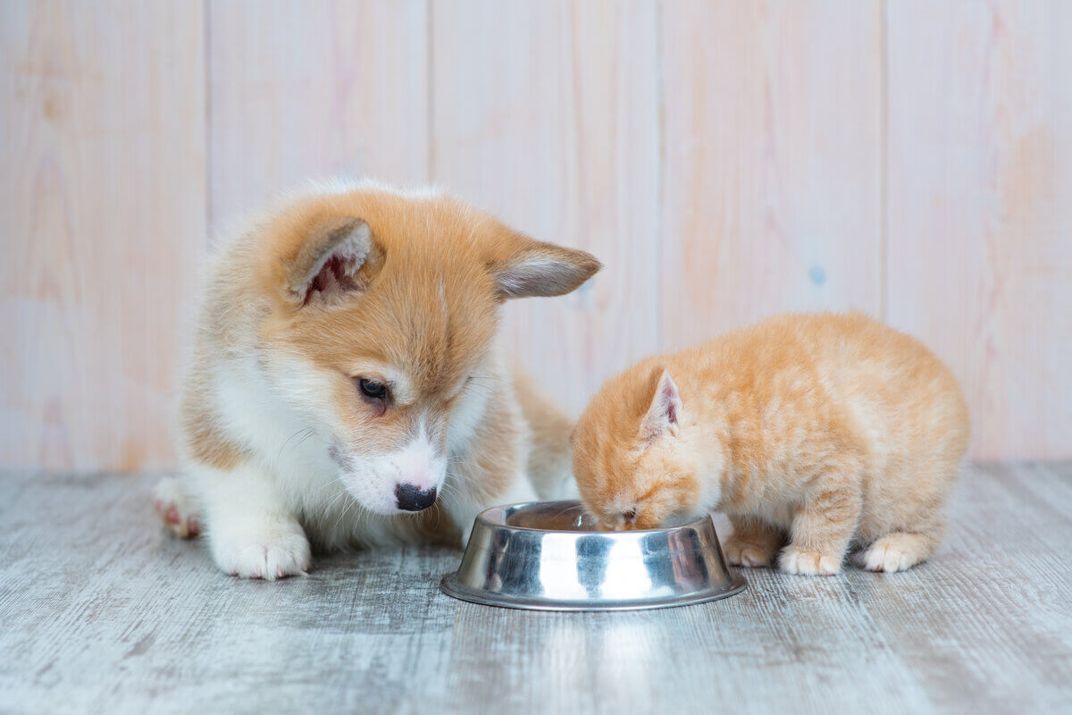 Saiba como alimentar cães e gatos corretamente