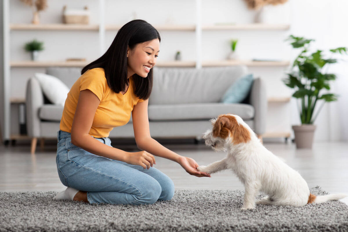 Veja como adestrar o seu cachorro em casa