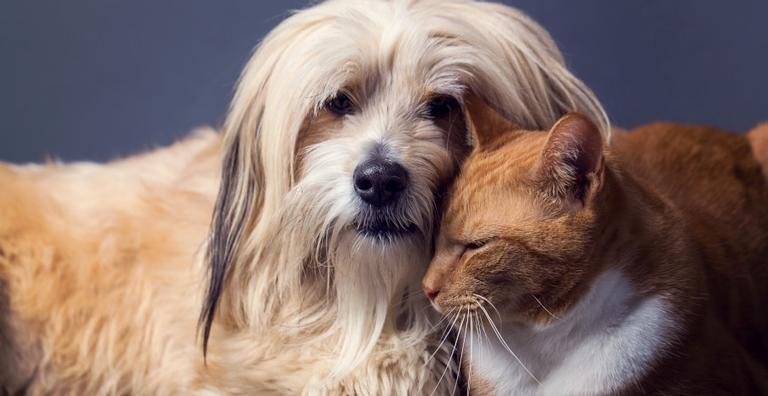 Raças caninas que se dão bem com gatos