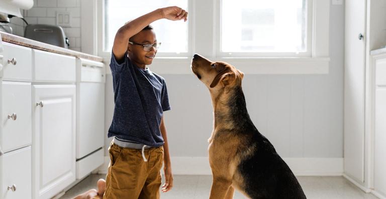 Adestramento: Comandos básicos para ensinar ao seu pet