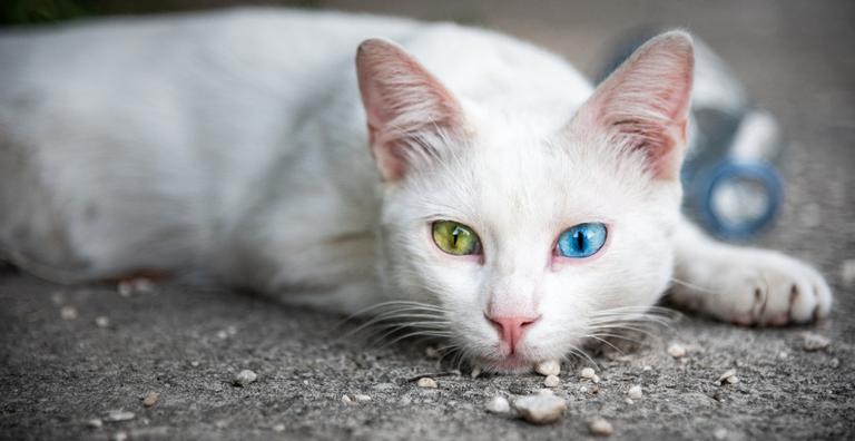Pets: Como identificar doenças silenciosas