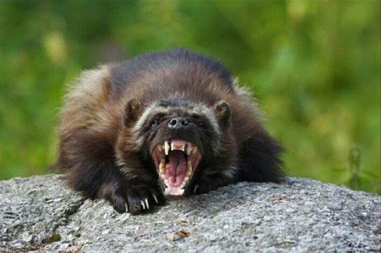 wolverine