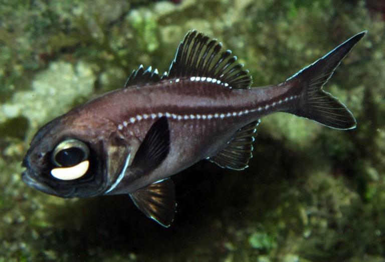 Peixe abissal