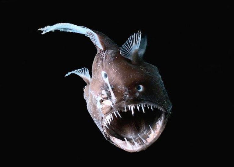 Peixe abissal