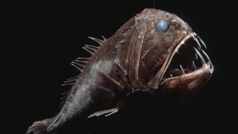 Peixe abissal