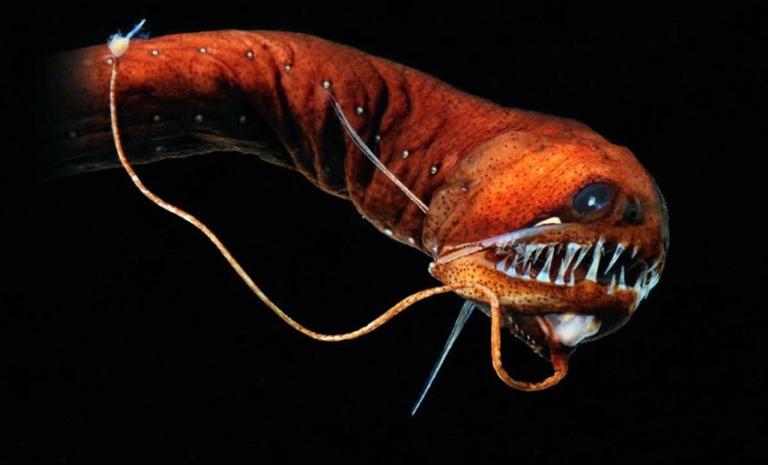 Peixe abissal