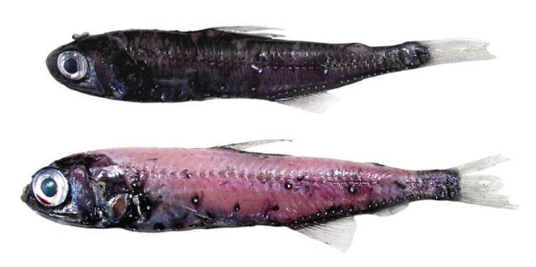 Peixe abissal