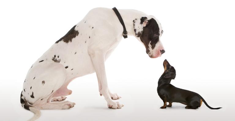 Por que os cães de porte grande vivem menos?