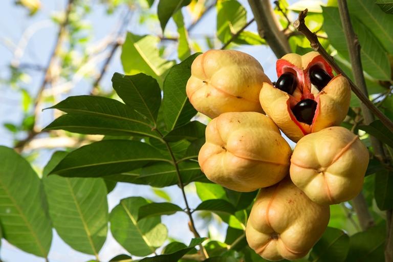 Akee