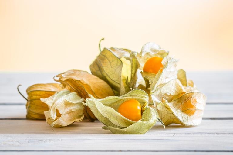 Physalis