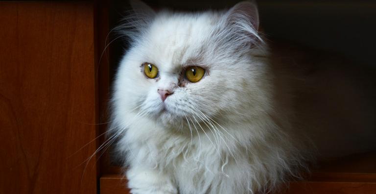 Conheça as raças de gatos mais populares no Brasil