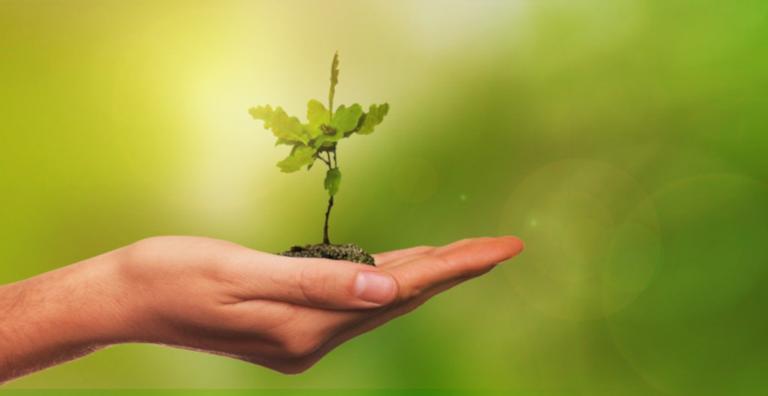 Planeta mais verde: Aprenda a plantar árvores