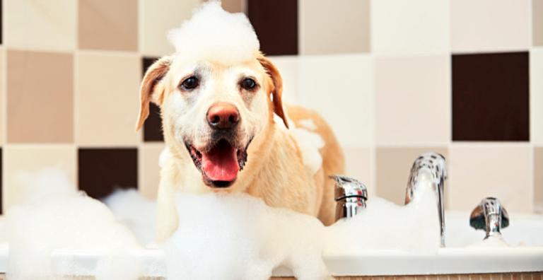 Veja dicas fáceis para dar banho em seu pet em casa