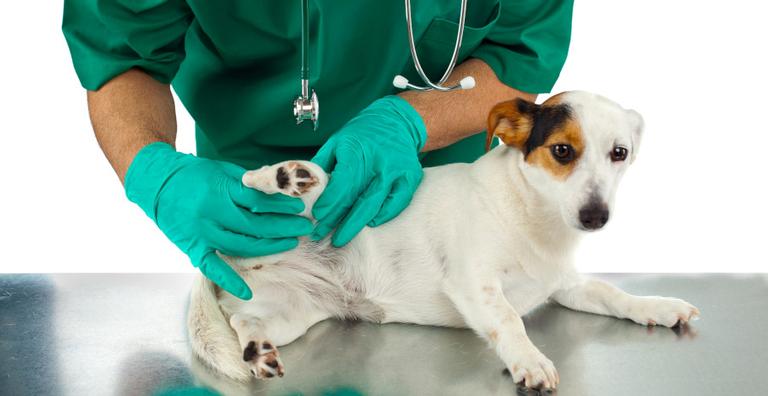 Carrapatos: Como prevenir e tratar o seu cão?
