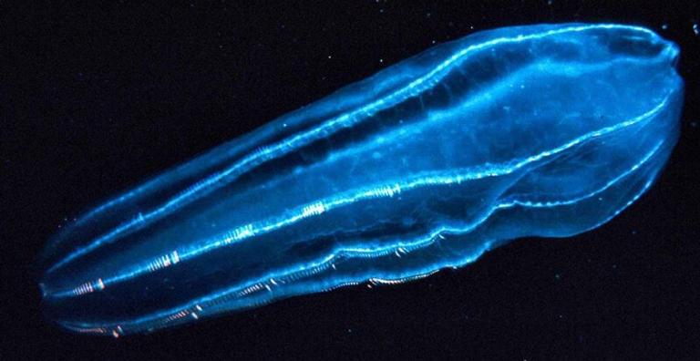 O animal mais comprido do mundo pode ter sido descoberto por exploradores