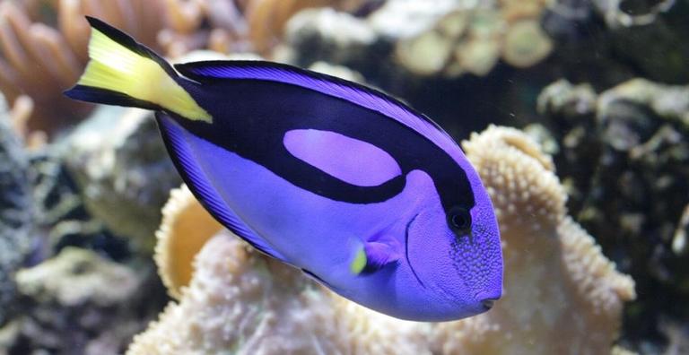 Dory