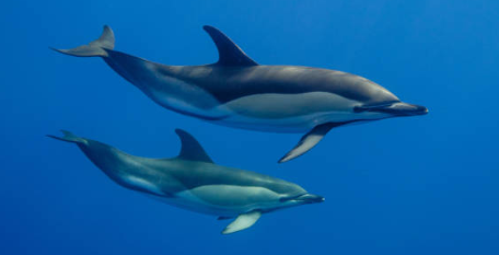 Animais