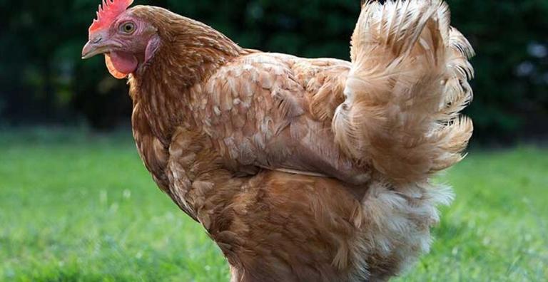 Conheça a história de Gigoo, a galinha mais rica do mundo